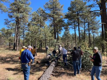 Gobierno intensifica combate contra plagas forestales ante estrés hídrico en bosques