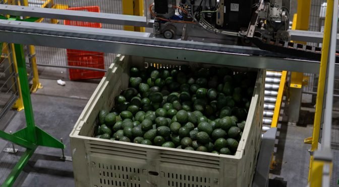 Michoac&aacute;n exporta m&aacute;s de 120 mil toneladas de aguacate para el Super Bowl y fortalece certificaci&oacute;n forestal