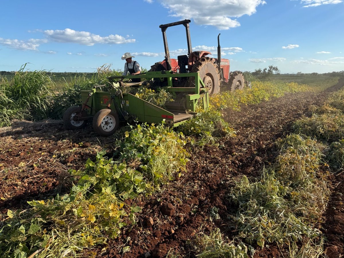Gobierno de Quintana Roo fortalece cultivo de frijol con entrega de semilla mejorada a más de 2,300 productores