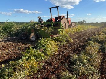 Gobierno de Quintana Roo fortalece cultivo de frijol con entrega de semilla mejorada a más de 2,300 productores