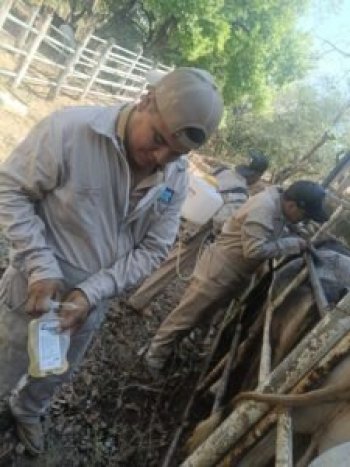 Guerrero refuerza combate al gusano barrenador con barrido sanitario en Xochistlahuaca