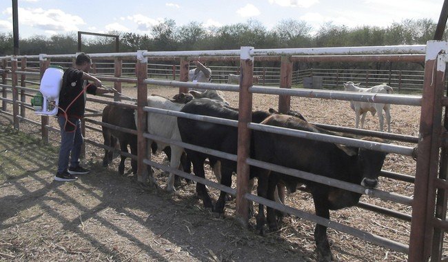 Tamaulipas reporta sólo tres casos activos de Gusano Barrenador del Ganado; operativo regional mantiene acciones intensivas