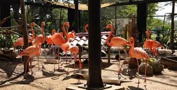 Jornadas de Paz llevan servicios gratuitos a colonia Francisco Villa en Villahermosa