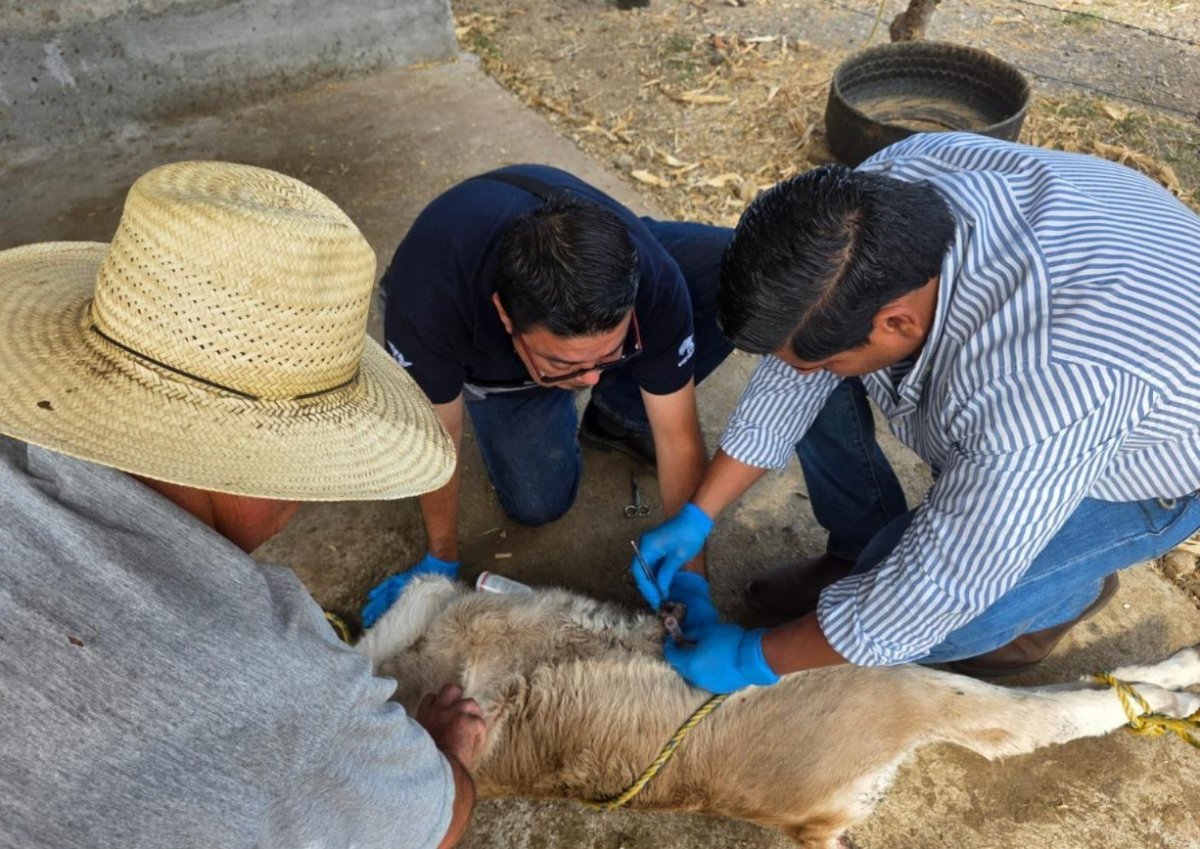 Gobierno de Colima mantiene vigilancia contra gusano barrenador del ganado en los diez municipios