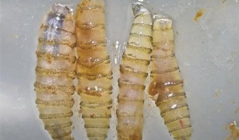 México y Estados Unidos lanzan campaña educativa conjunta contra el gusano barrenador del ganado