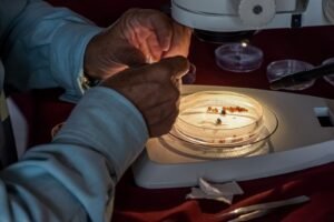 Guerrero dispersa más de 96 millones de moscas estériles para combatir el gusano barrenador