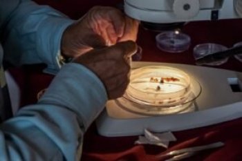 Guerrero dispersa más de 96 millones de moscas estériles para combatir el gusano barrenador