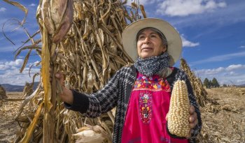 Agricultura recibe más de 3,500 solicitudes de incentivos para maíz blanco en primer día operativo
