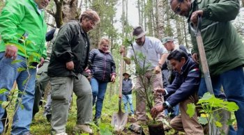 Michoacán reforesta más de 6 mil hectáreas en la Reserva de la Mariposa Monarca tras erradicar tala clandestina