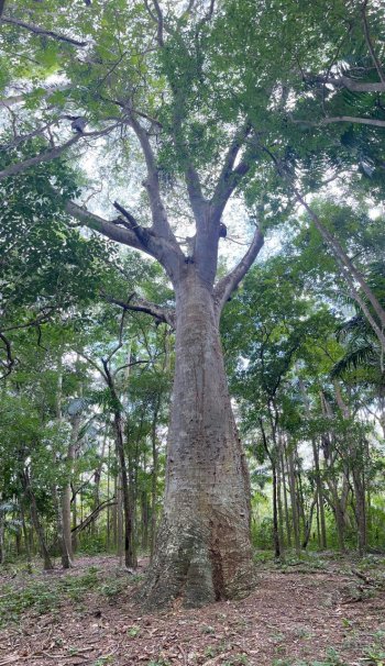 SEMA convoca a postular Árboles Históricos y Notables para su protección en Quintana Roo