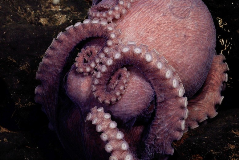 Descubren en Chile una nueva especie de pulpo de aguas profundas: *Graneledone sellanesi*