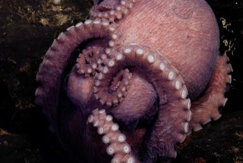 Descubren en Chile una nueva especie de pulpo de aguas profundas: *Graneledone sellanesi*