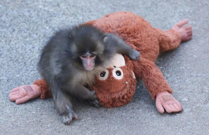 Zoológico de Ichikawa aclara que Punch no está en peligro y que los monos con pérdida de pelo no están enfermos