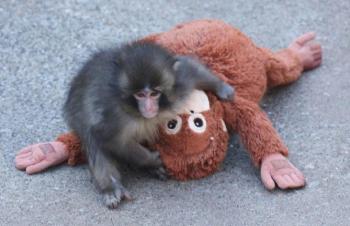 Zoológico de Ichikawa aclara que Punch no está en peligro y que los monos con pérdida de pelo no están enfermos