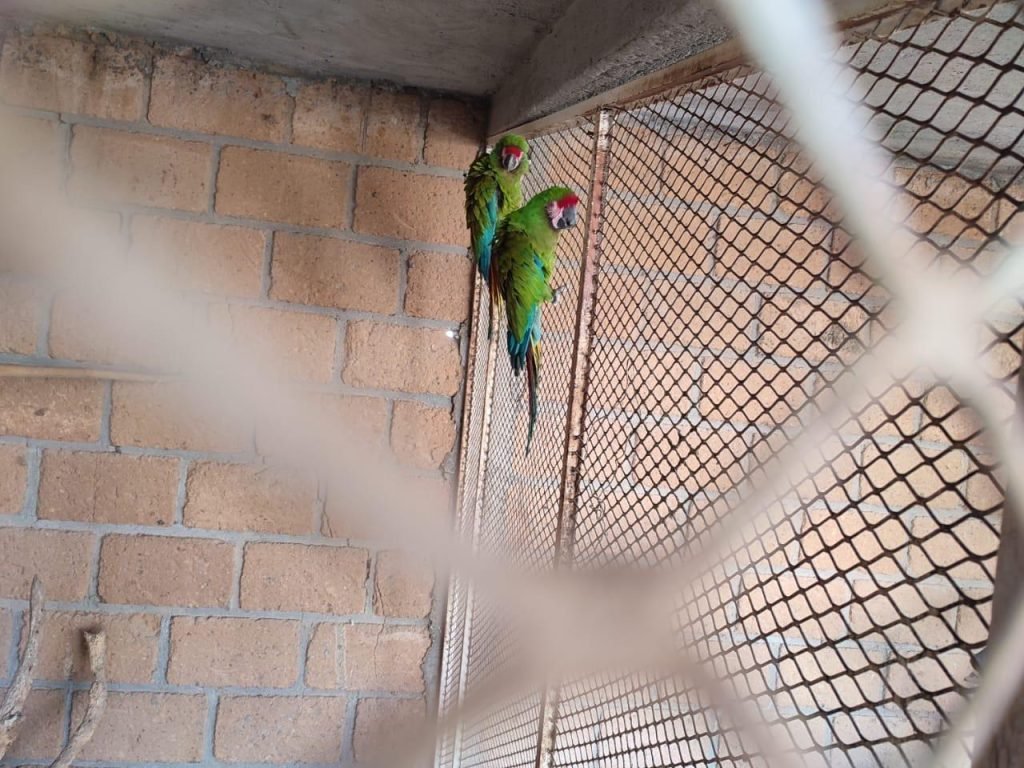 Aseguran leones africanos y guacamayas verdes en Celaya por falta de documentaci&oacute;n legal