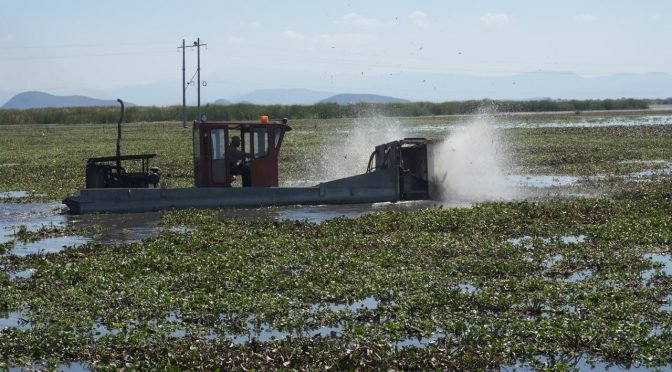 Inicia Compesca recuperación de 60 hectáreas del Lago de Cuitzeo para beneficio de 1,200 pescadores