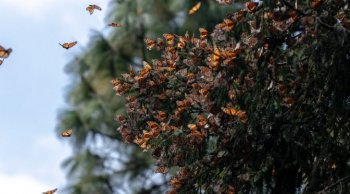 Fondo Monarca beneficia a más de 7 mil ejidatarios y comuneros en Michoacán con apoyo estatal