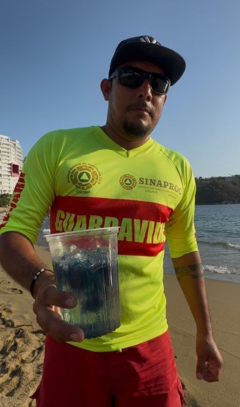 Protección Civil de Colima alerta sobre presencia de fragata portuguesa en playas