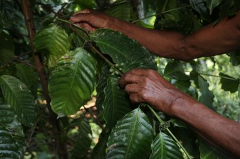 Puebla indemnizará a 130 cafeticultores afectados por plaga con fondo de 30 mdp