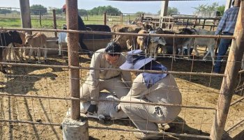Autoridades y productores coordinan medidas para contener el gusano barrenador en la Huasteca