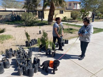 Gobierno estatal entrega 115 árboles a colonia Satélite en Ciudad Juárez para mejorar espacios públicos