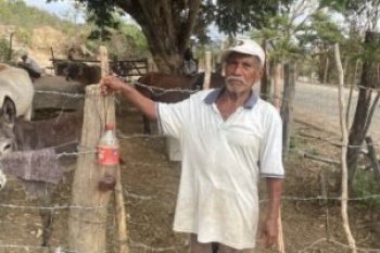 Beneficiarios de Sembrando Vida en Ometepec fortalecen combate contra mosca del gusano barrenador