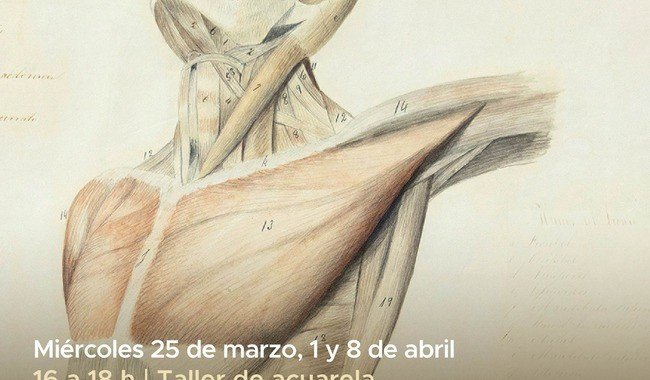MUNAL impartir&aacute; taller de dibujo anat&oacute;mico en acuarela con modelo en vivo