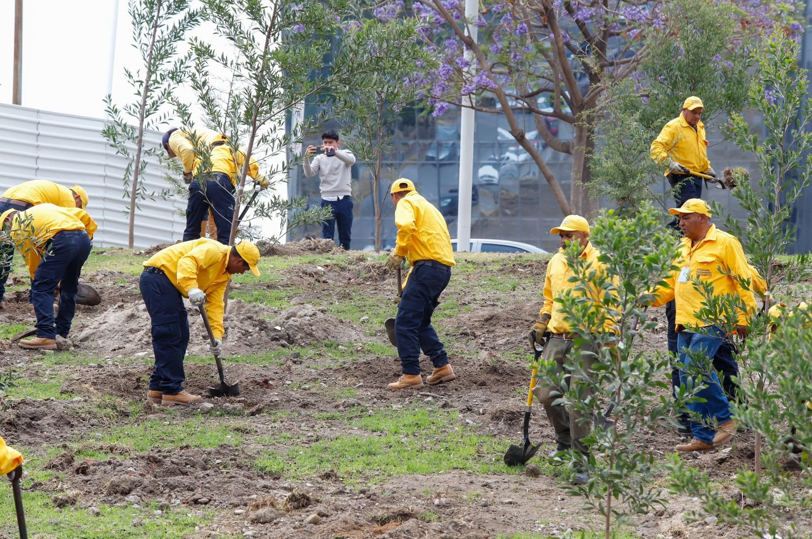 Reforestaci&oacute;n en el CIS de Puebla: Sembraron 147 pinos nativos para fortalecer el bosque urbano