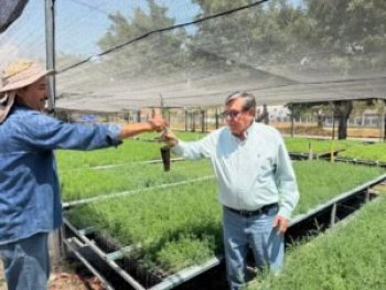 Supervisa SEMAREN producción de más de 300 mil plantas para reforestación en Guerrero
