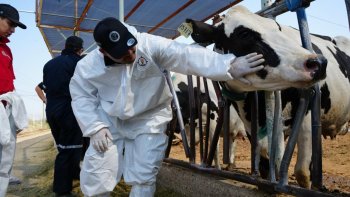 Estado intensifica difusión de medidas de higiene para prevenir miasis por gusano barrenador