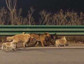 Siete perros escapan de sus captores y recorren 17 kilómetros para volver a casa en China