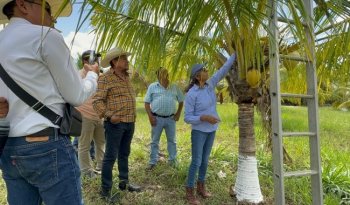 Productores de la costa de Oaxaca se capacitan en manejo técnico del cocotero con el INIFAP