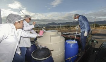 Centros de Acopio de Leche para el Bienestar operarán sin interrupción durante Semana Santa 2026