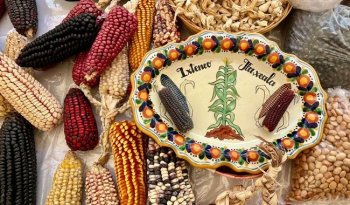 Fiesta del Maíz en Ixtenco celebra XV aniversario reuniendo saberes ancestrales y comunidad