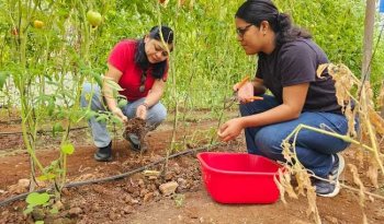 Estudiante del IPN realiza estancia de investigación para el control del nematodo Meloidogyne incognita