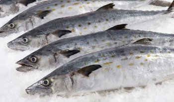 Profeco reporta precio promedio nacional del pescado sierra en $125.30 por kilo durante Cuaresma