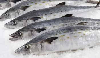 Profeco reporta precio promedio nacional del pescado sierra en $125.30 por kilo durante Cuaresma