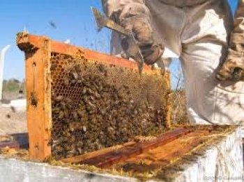 Gobierno de Chihuahua abre convocatoria para apoyos a apicultores hasta 2026