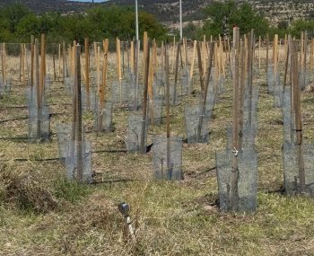 UTP establece viñedo experimental en Balleza para impulsar alternativas sustentables