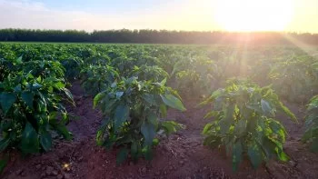SDR abre convocatoria para apoyo de fertilizante sólido en agricultura de riego hasta 2026