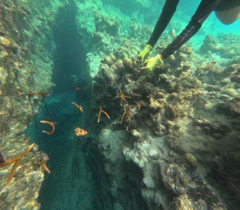 Colonias juveniles de coral más saludables reflejan avances en restauración de Chankanaab