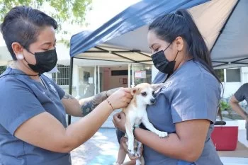 Secretaría de Salud instalará módulos gratuitos de vacunación antirrábica en La Paz