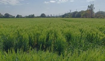 INIFAP presenta avances en investigación de cebada y alfalfa en Hidalgo