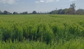 INIFAP presenta avances en investigación de cebada y alfalfa en Hidalgo