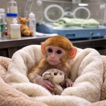 Yuji, el mono patas del Zoológico Guadalajara, recibe cuidados especiales tras su nacimiento