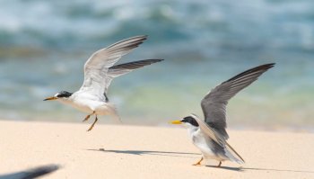 Inicia el arribo y anidación de charranes migratorios en el Parque Ecoturístico Punta Sur