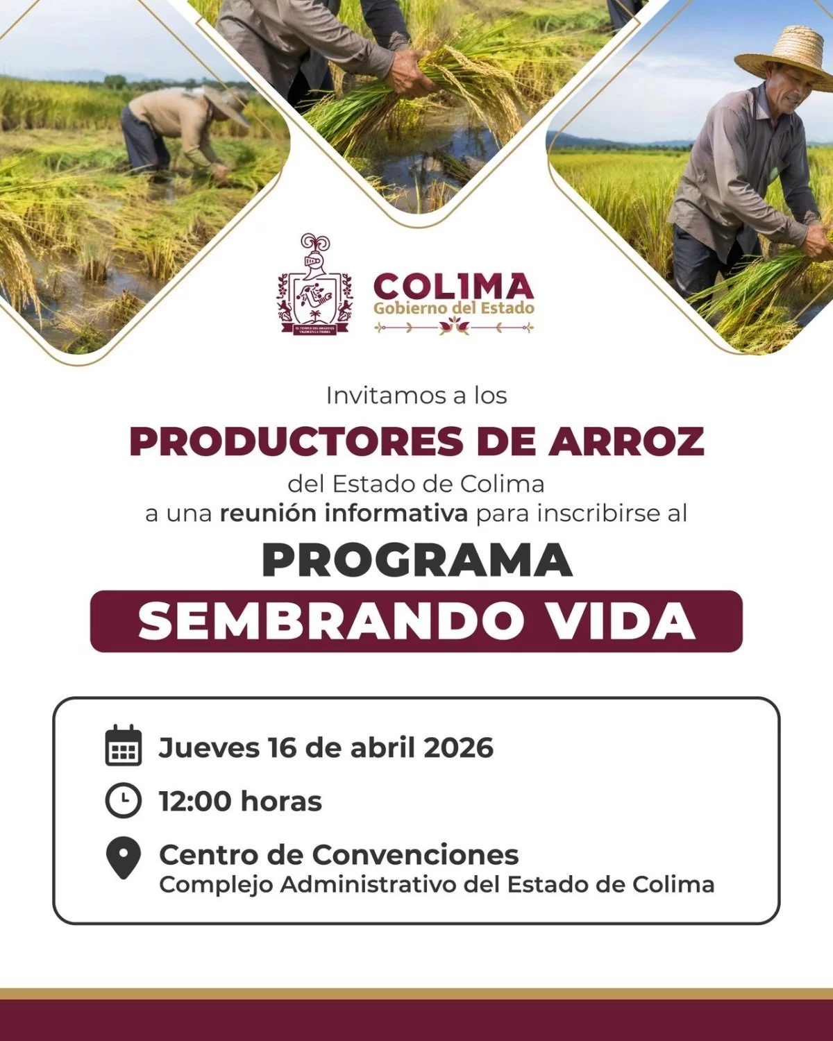 Gobierno de Colima convoca a productores de arroz a reuni&oacute;n informativa sobre Sembrando Vida