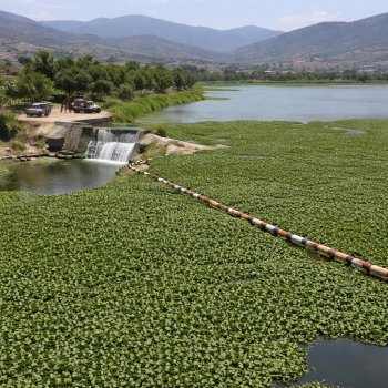Exigen a presidente municipal de Huajuapan limpiar presa de Yosocuta por plaga de lirio acuático