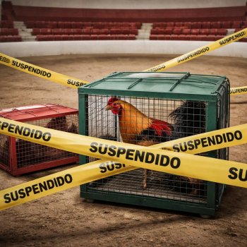 Ayuntamiento de Santa Inés Ahuatempan cancela peleas de gallos en apego a la ley