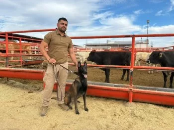 Chihuahua incorpora binomios caninos especializados en detección del Gusano Barrenador del Ganado